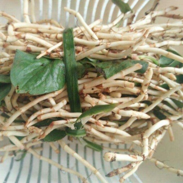 鲜嫩折耳根鱼腥草