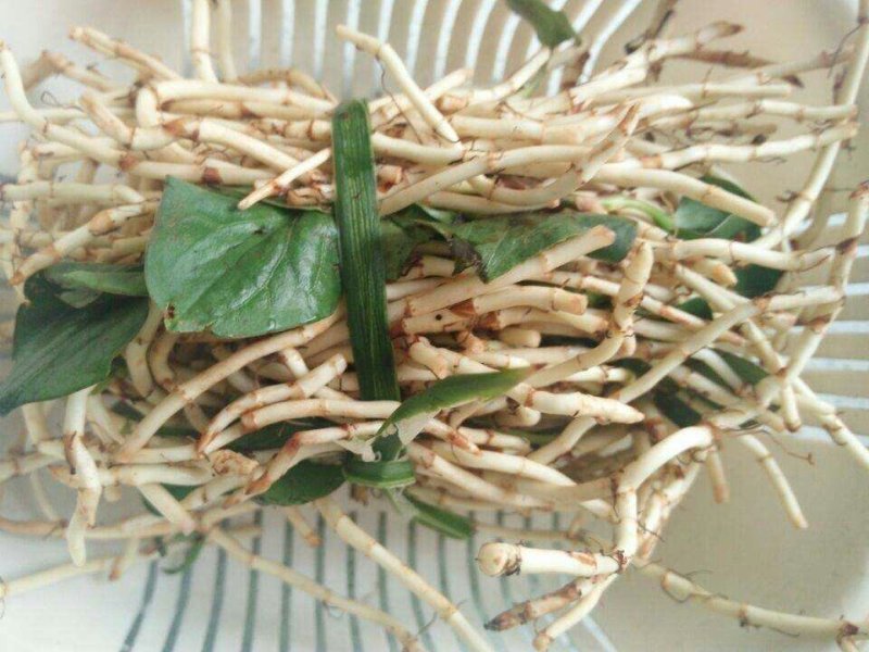 鲜嫩折耳根鱼腥草