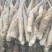 山药种子山药苗子山药嘴子山药原种山药嘴子