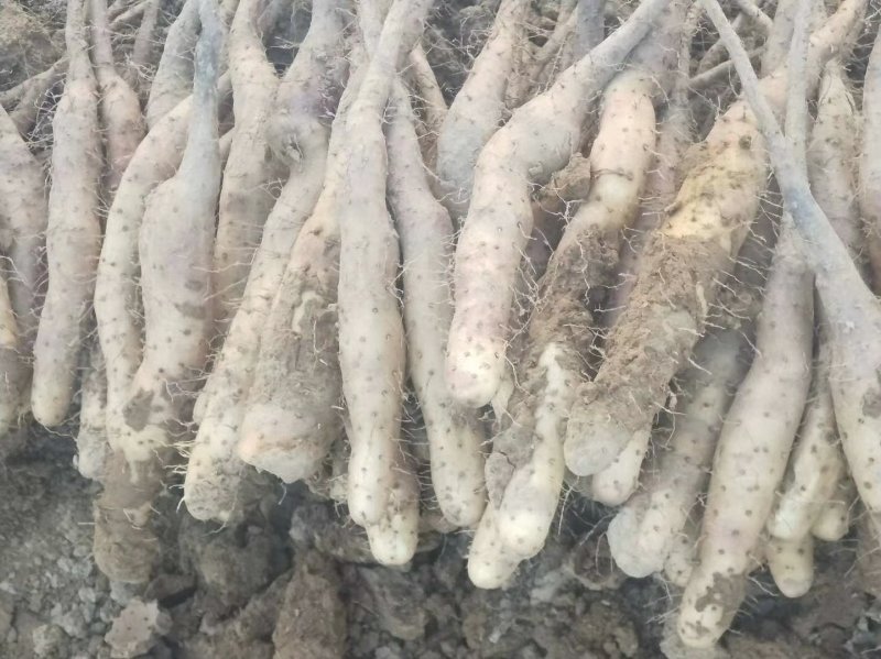 山药种子山药苗子山药嘴子山药原种山药嘴子