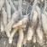 山药种子山药苗子山药嘴子山药原种山药嘴子