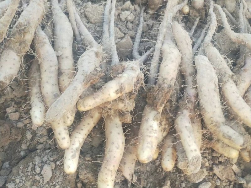 山药种子山药苗子山药嘴子山药原种山药嘴子