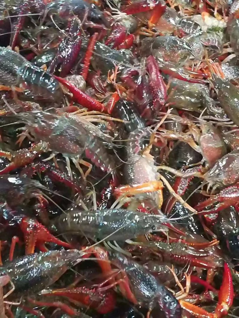 一年四季小龙虾