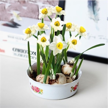 水仙花