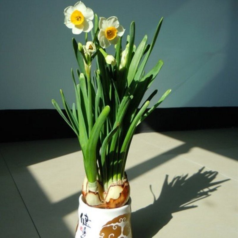 水仙花