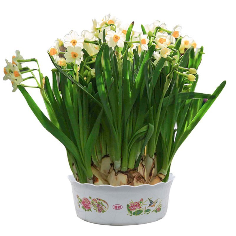 水仙花