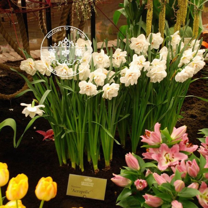 水仙花