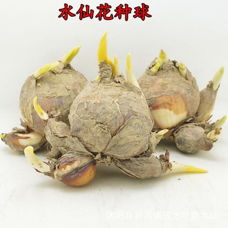 水仙花