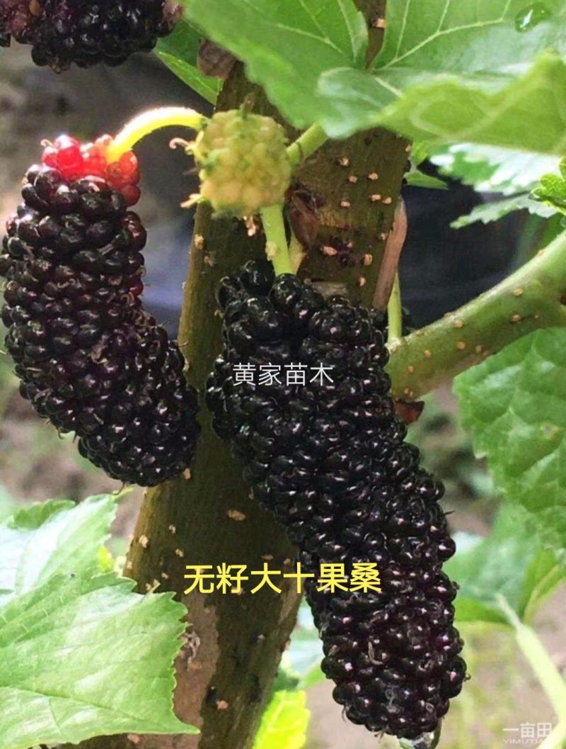 果桑树苗无籽大十桑葚树苗当年种植当年结果嫁接苗