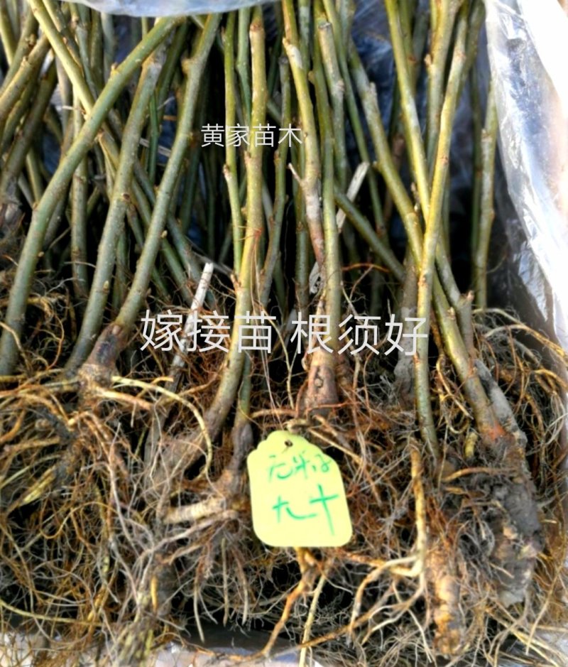 果桑树苗无籽大十桑葚树苗当年种植当年结果嫁接苗