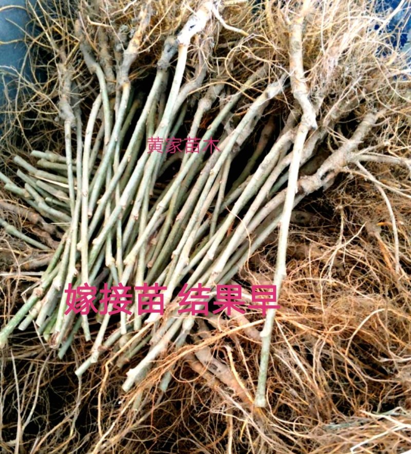 果桑树苗无籽大十桑葚树苗当年种植当年结果嫁接苗