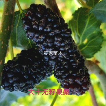 果桑树苗无籽大十桑葚树苗当年种植当年结果嫁接苗