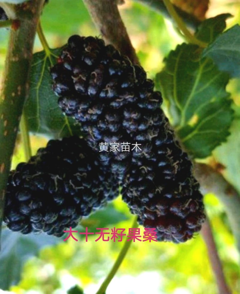 果桑树苗无籽大十桑葚树苗当年种植当年结果嫁接苗