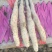 小白嘴种苗山药种苗山药苗子山药栽子白玉种苗