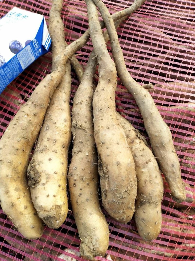 小白嘴种苗山药种苗山药苗子山药栽子白玉种苗