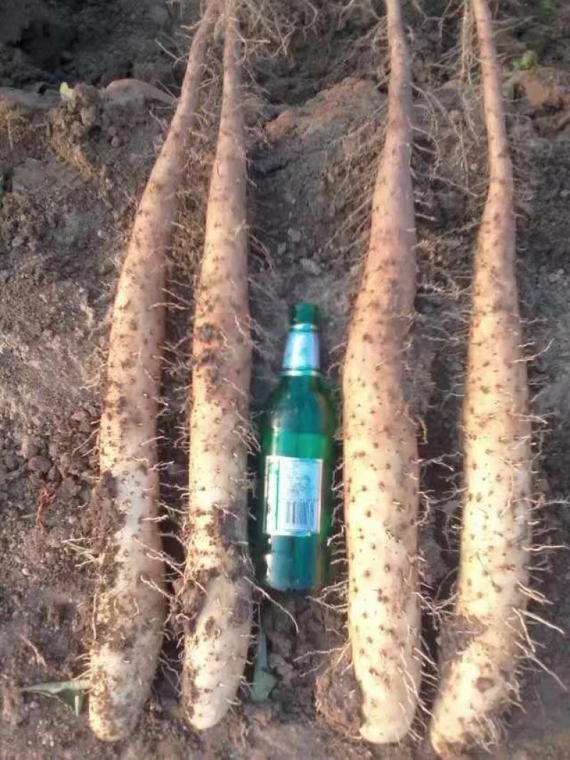 小白嘴种苗山药种苗山药苗子山药栽子白玉种苗