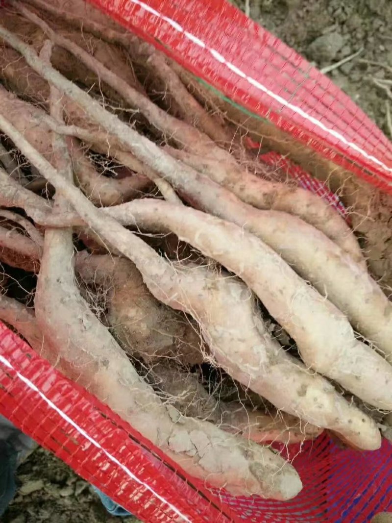 山药原种，山药种苗，白芋山药种苗，小白嘴，山药嘴子