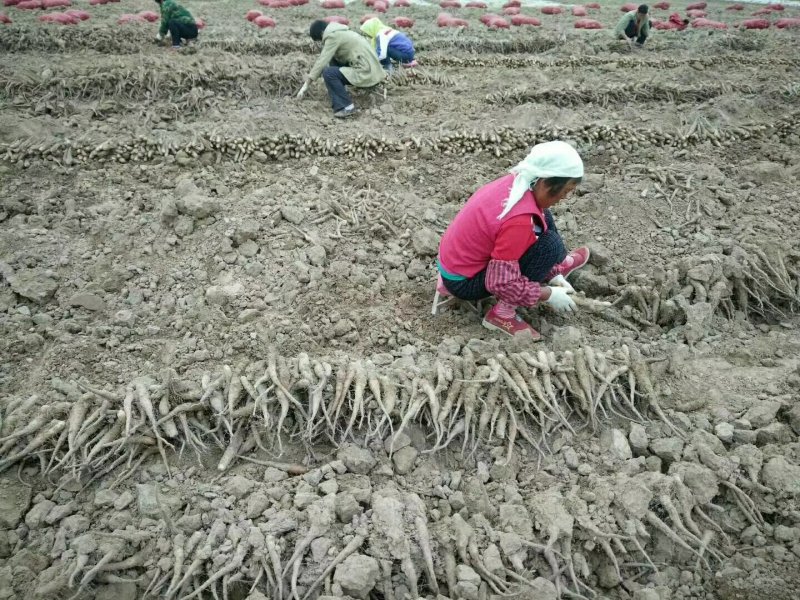 山药原种，山药种苗，白芋山药种苗，小白嘴，山药嘴子