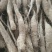 山药原种，山药种苗，白芋山药种苗，小白嘴，山药嘴子