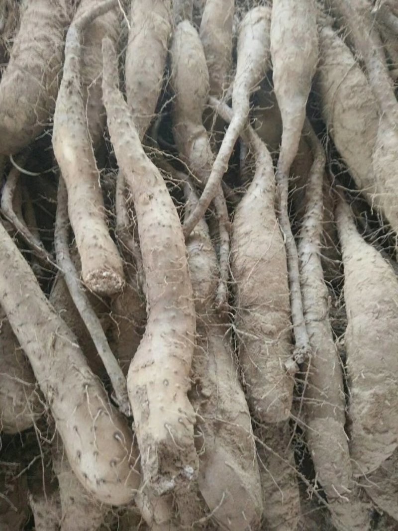 山药原种，山药种苗，白芋山药种苗，小白嘴，山药嘴子