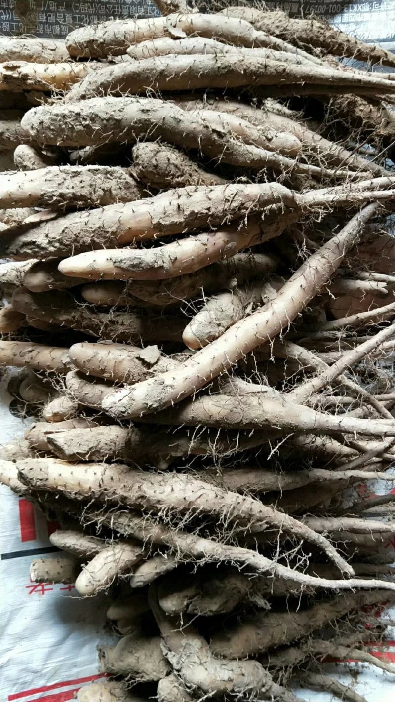 山药原种，山药种苗，白芋山药种苗，小白嘴，山药嘴子
