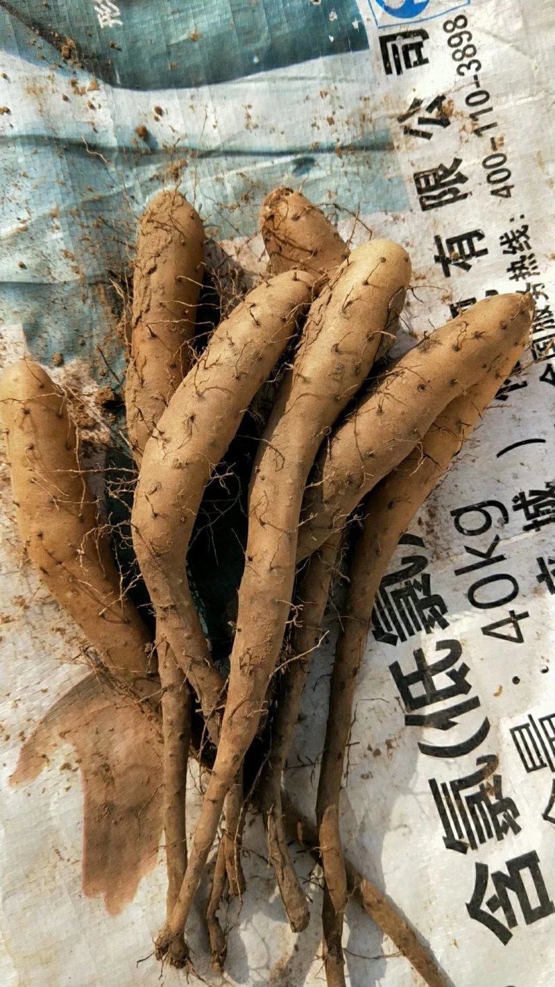 山药种苗，山药原种，白芋山药，山药栽子牛腿种子