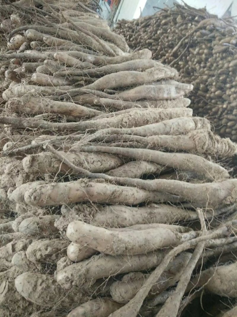 山药种苗，山药原种，白芋山药，山药栽子牛腿种子