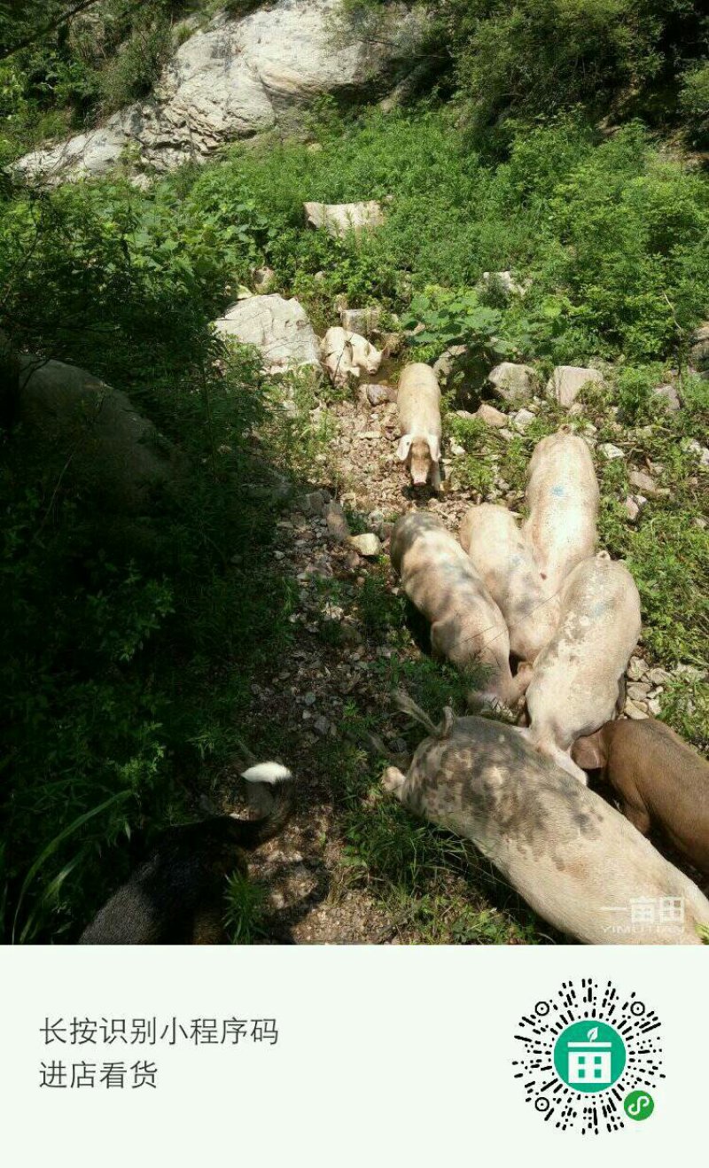 祁家河放养土猪肉
