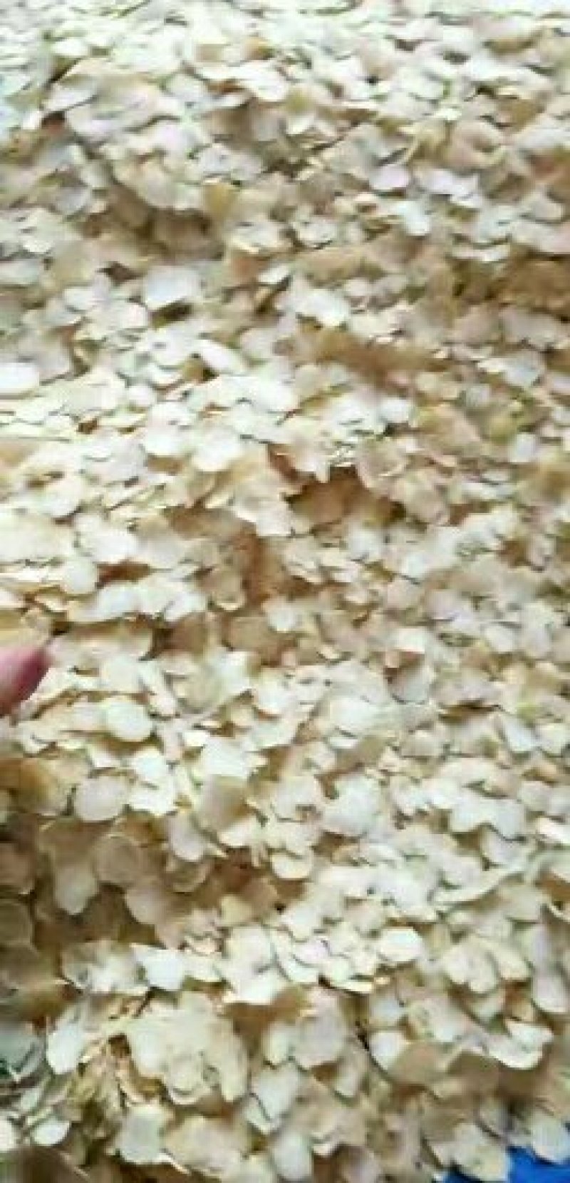 热卖款一一一一一长白山人参西洋参片直径1.0
