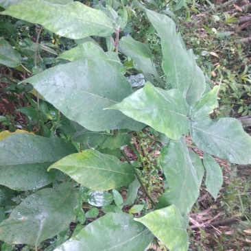 大，小叶牛奶根