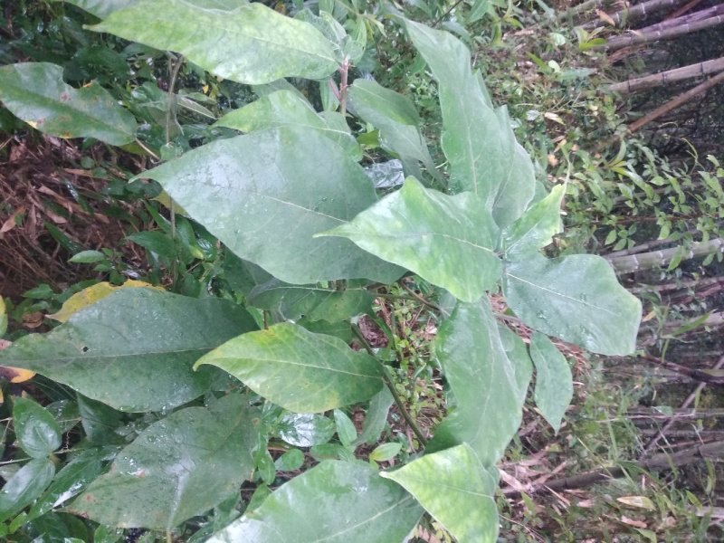 大，小叶牛奶根