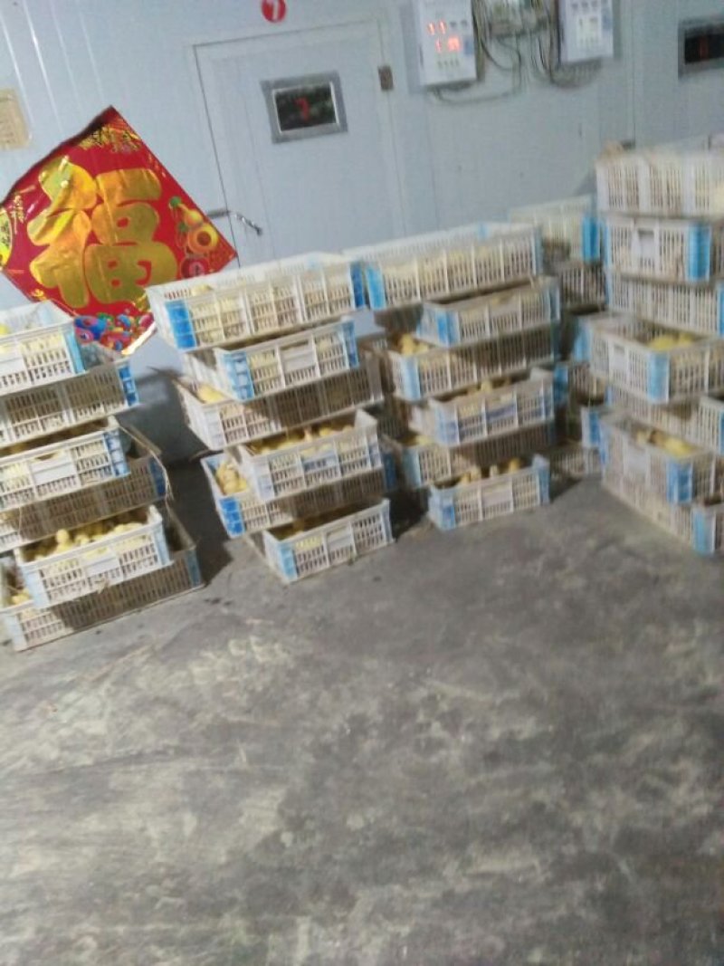 山东省梁山县馆驿镇超越孵化厂常年孵化大品种鹅苗有大三花