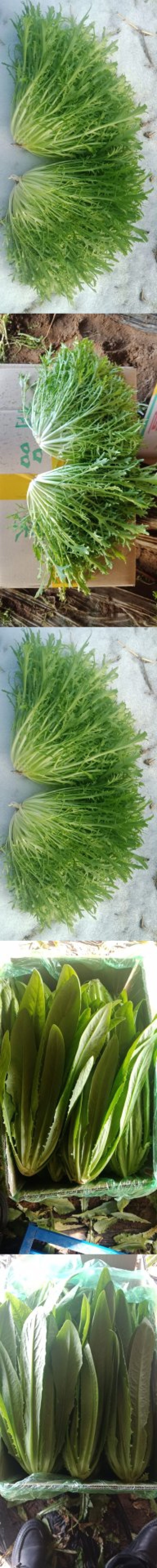 苦菊