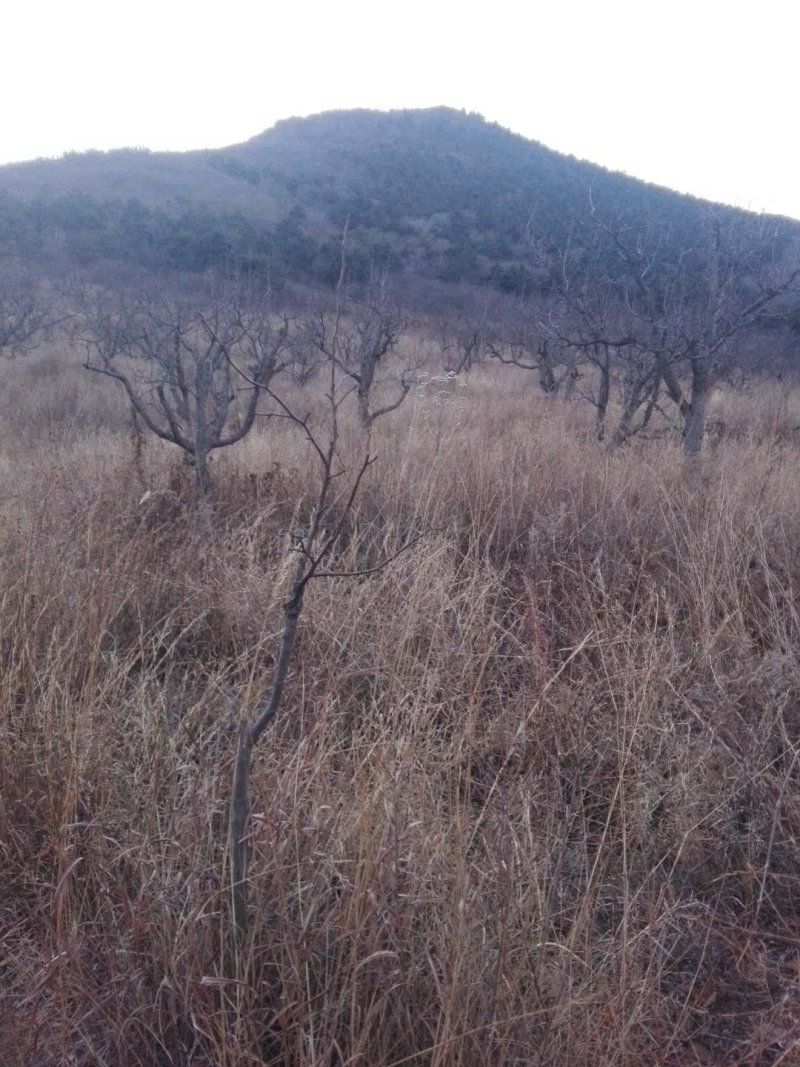 梨树