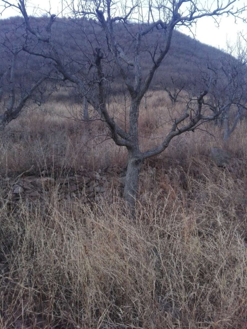梨树