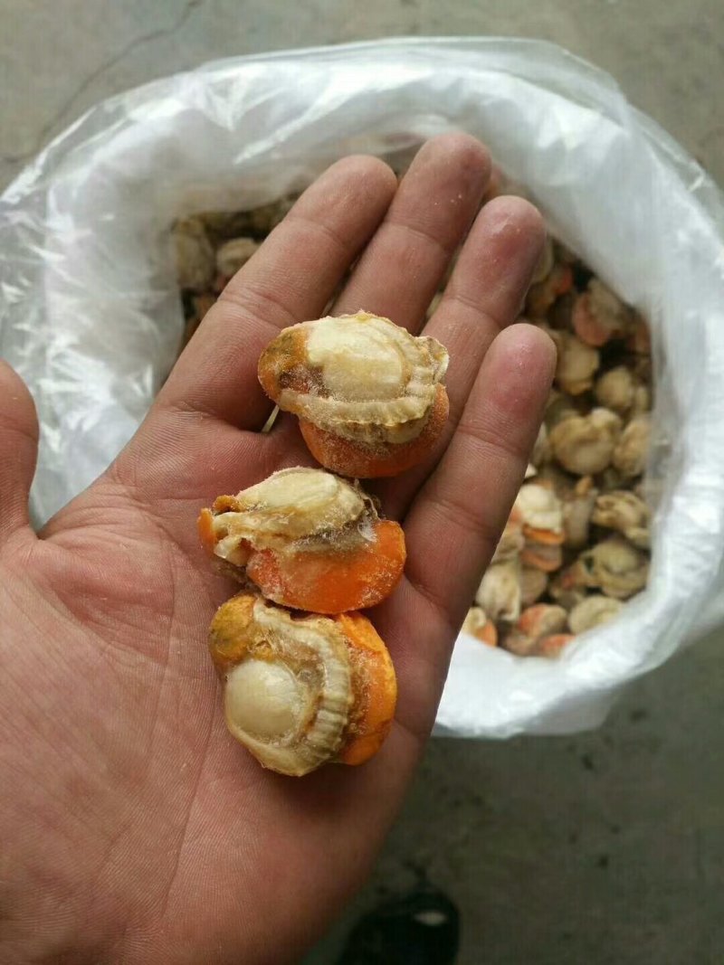 扇贝肉原汁原味无冰扇贝肉大号扇贝肉干冰扇贝肉