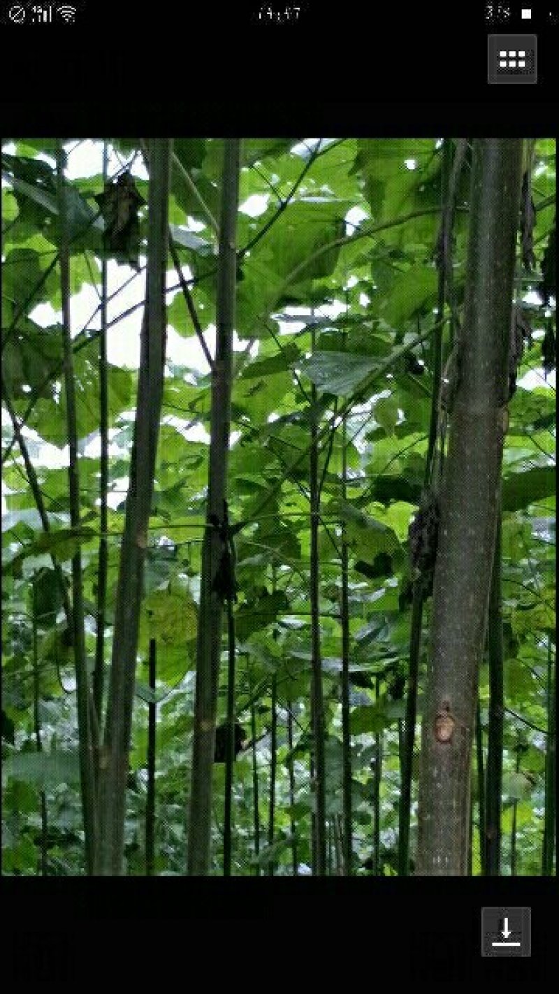 泡桐