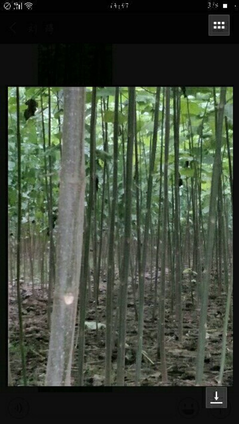 泡桐