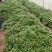 红薯苗秦薯五号脱毒红薯苗