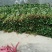 红薯苗秦薯五号脱毒红薯苗