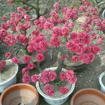 寿星桃花盆景2-3公分