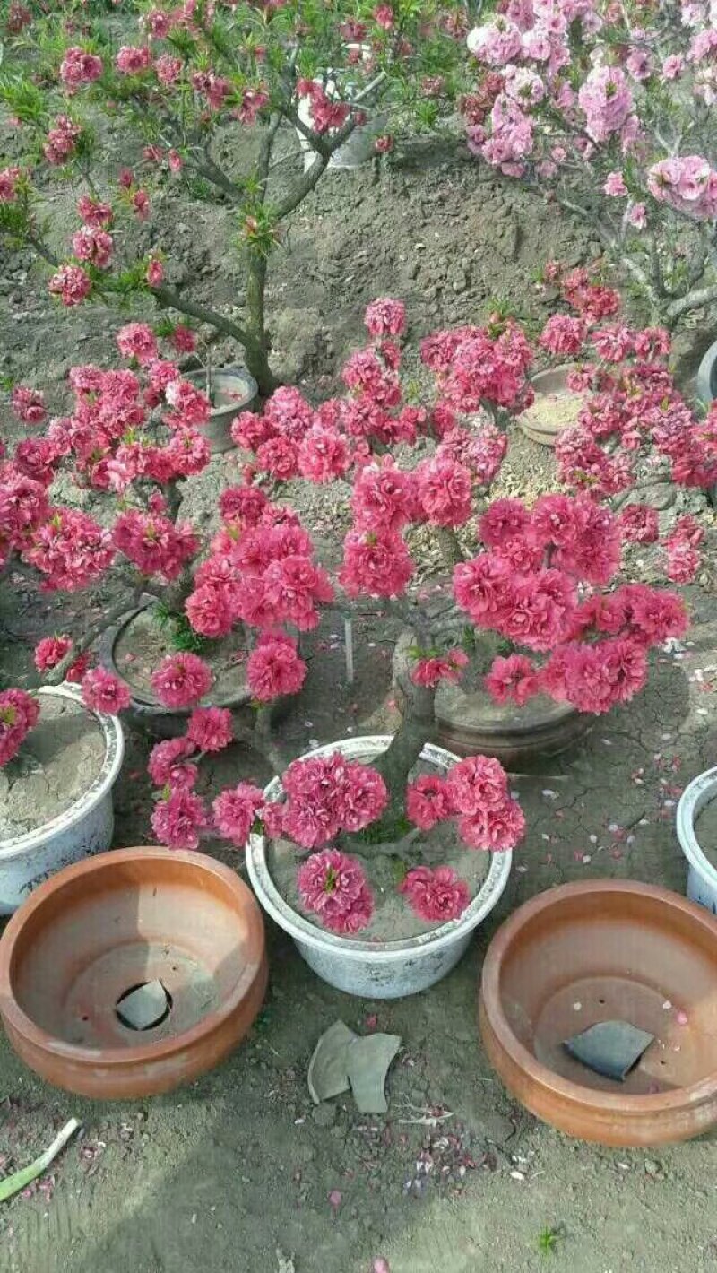 寿星桃花盆景2-3公分