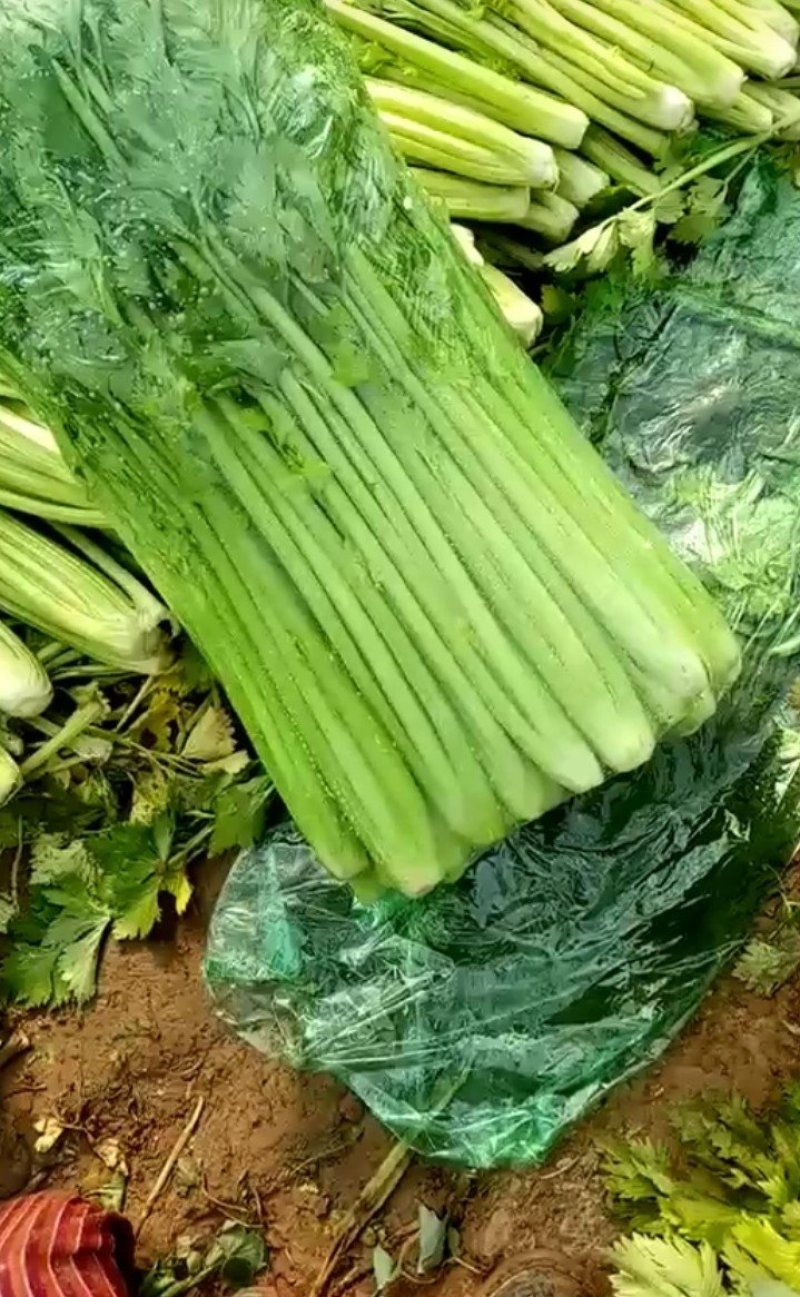 《精品》芹菜,大量上市中，产地发货，质量保证，欢迎选购