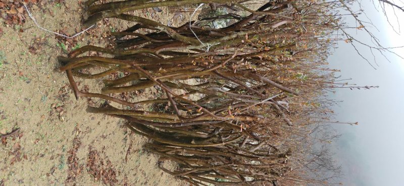 绿化苗木