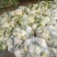 优质精品白面青梗松花菜一手货源。乳白色净菜！