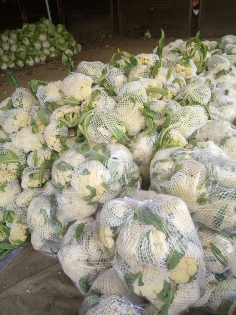 优质精品白面青梗松花菜一手货源。乳白色净菜！