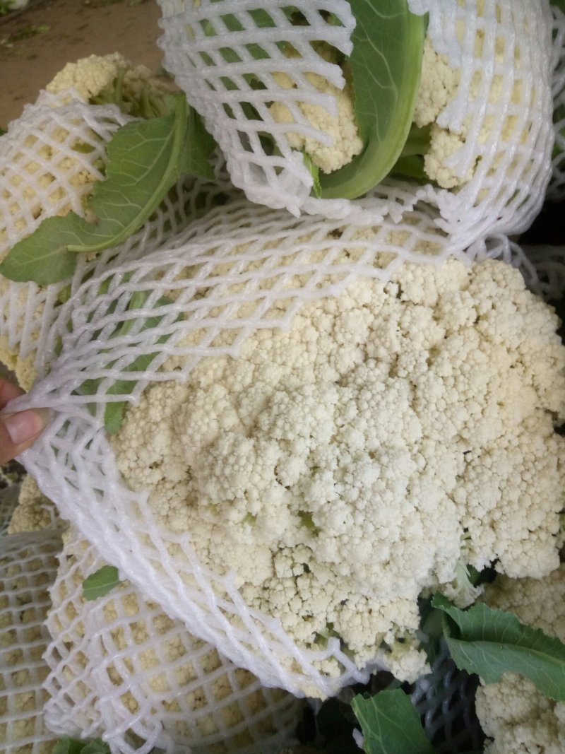 优质精品白面青梗松花菜一手货源。乳白色净菜！