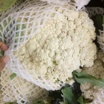 优质精品白面青梗松花菜一手货源。乳白色净菜！