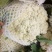 优质精品白面青梗松花菜一手货源。乳白色净菜！