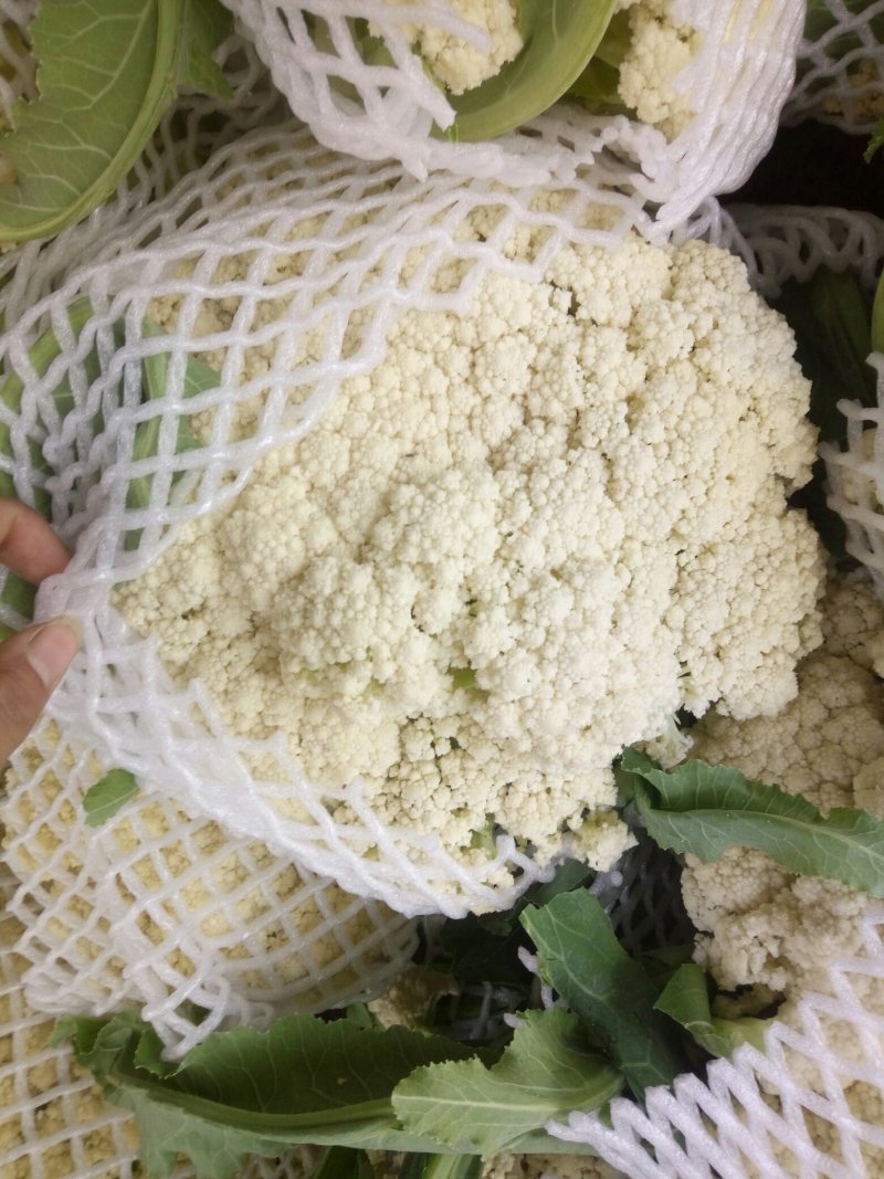 优质精品白面青梗松花菜一手货源。乳白色净菜！